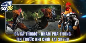 Đá Gà Thomo - Khám Phá Thông Tin Trước Khi Chơi Tại SKY88