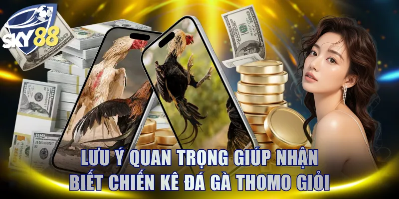 Lưu ý quan trọng giúp nhận biết chiến kê đá gà Thomo giỏi